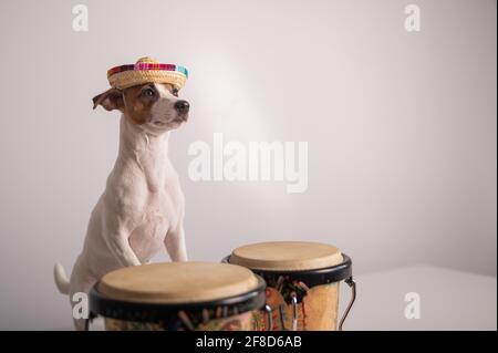 Un chien drôle dans un sombrero joue mini bongo tambours. Jack Russell Terrier dans un chapeau de paille à côté d'un instrument de percussion ethnique traditionnel Banque D'Images