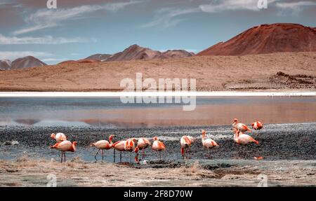 Belle flamants au lagon ensoleillé dans mountanious Banque D'Images