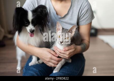 Une femme tient dans ses mains une brosse sphinx chat et un chien de paillon Banque D'Images