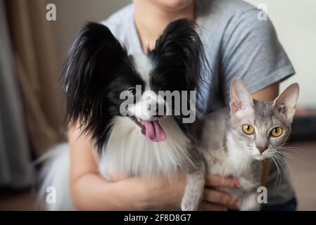 Une femme tient dans ses mains une brosse sphinx chat et un chien de paillon Banque D'Images