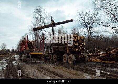 la grue charge les arbres. les troncs d'arbres coupés sont chargés dans le corps du convoyeur. cargaison industrielle pour l'usine de travail du bois Banque D'Images