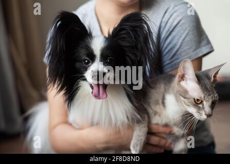 Une femme tient dans ses mains une brosse sphinx chat et un chien de paillon Banque D'Images