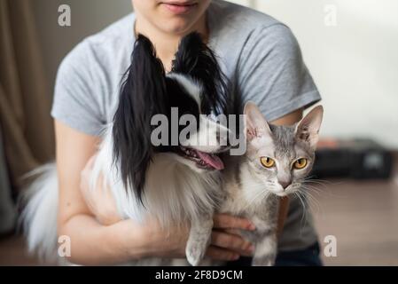 Une femme tient dans ses mains une brosse sphinx chat et un chien de paillon Banque D'Images