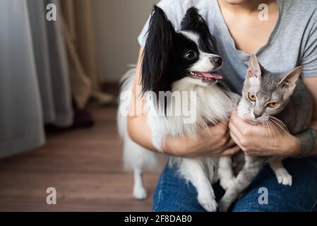 Une femme tient dans ses mains une brosse sphinx chat et un chien de paillon Banque D'Images