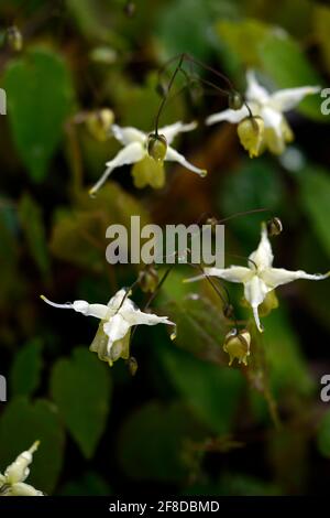 Fleurs d'Epimedium de soufre, fleurs jaunes de citron, feuilles de bronze, feuillage de bronze, feuilles avec épineux marges,bois,vivaces barrenwort,ombre,printemps,s Banque D'Images