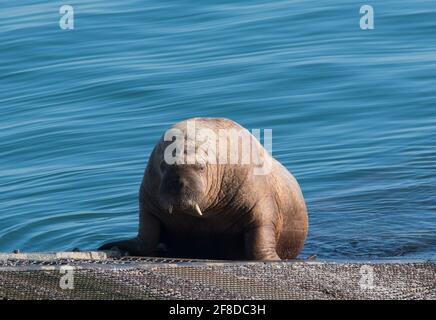 Morse mâle immature (Odobenus rosmarus) sur la rampe d'eau de sauvetage Tenby, Pembrokeshire, pays de Galles. Banque D'Images