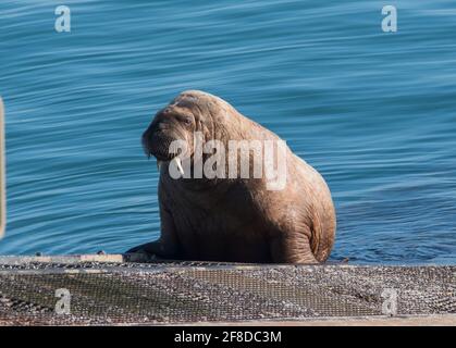 Morse mâle immature (Odobenus rosmarus) sur la rampe d'eau de sauvetage Tenby, Pembrokeshire, pays de Galles. Banque D'Images