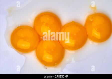Gros plan sur des jaunes d'œufs de poulet brillants. Banque D'Images