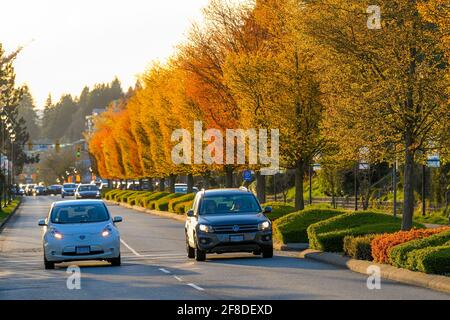 Boulevard Trees, Marine Drive, West Vancouver (Colombie-Britannique), Canada Banque D'Images