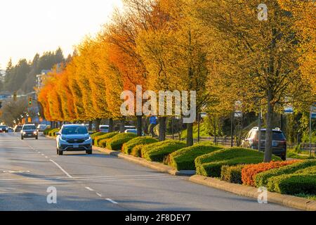 Boulevard Trees, Marine Drive, West Vancouver (Colombie-Britannique), Canada Banque D'Images