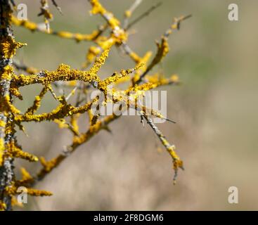 Des branches d'arbres malades avec un champignon parasite jaune appelé lichen solaire Maritime ou Xanthoria parietina. Image détaillée de lichen de rivage jaune sur l'arbre Banque D'Images