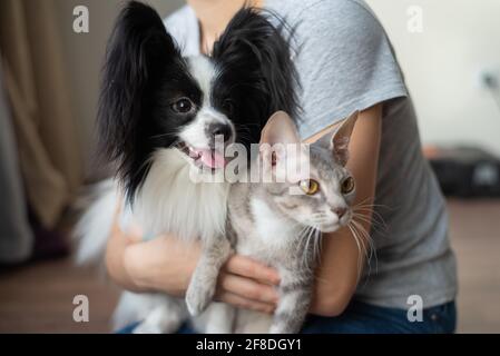 Une femme tient dans ses mains une brosse sphinx chat et un chien de paillon Banque D'Images