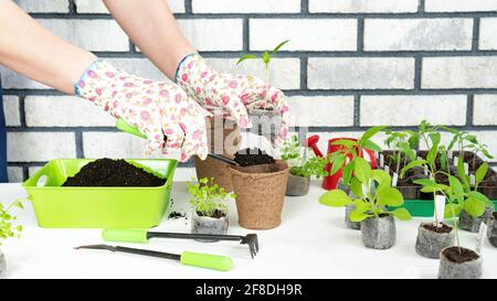 Un jardinier ganté plante une plante germe dans un pot de tourbe biodégradable à la maison. La croissance des semis dans des comprimés de tourbe avant la plantation dans une serre. Transp Banque D'Images