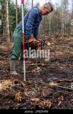 Reboisement dans la forêt d'Arnsberg près de Rüthen-Nettelstädt, district de Soest, les travailleurs forestiers forent des trous dans le fond de la forêt pour planter le jeune chêne tre Banque D'Images