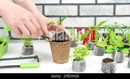 Plantation de jeunes plants dans des pots de tourbe. Cueillir des semis de poivron au printemps. Transplantant des semis de pellets de tourbe dans une casserole. Un tra féminin Banque D'Images