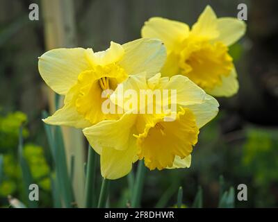 Trois magnifiques jonquilles jaunes fleurissent dans un jardin Banque D'Images