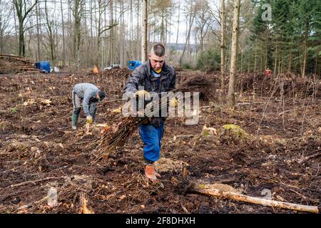 Reboisement dans la forêt d'Arnsberg près de Rüthen-Nettelstädt, district de Soest, les travailleurs forestiers distribuent de jeunes chênes, âgés de 2 ans, à auparavant Banque D'Images