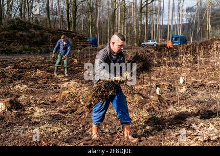 Reboisement dans la forêt d'Arnsberg près de Rüthen-Nettelstädt, district de Soest, les travailleurs forestiers distribuent de jeunes chênes, âgés de 2 ans, à auparavant Banque D'Images