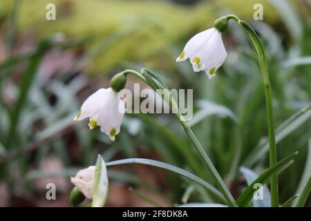 Belle photo de fleurs de neige délicates (Galanthus nivalis) croissance dans le parc Banque D'Images