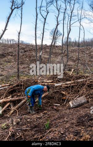 Reboisement dans la forêt d'Arnsberg près de Warstein-Sichtigvor, district de Soest, les travailleurs forestiers plantent de jeunes arbres, forêts mixtes, jeunes plantes de la Banque D'Images