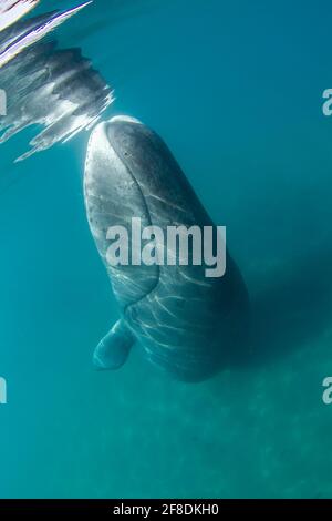 Baleine boréale (Balaena mysticetus) sous l'eau, l'île de Baffin ...