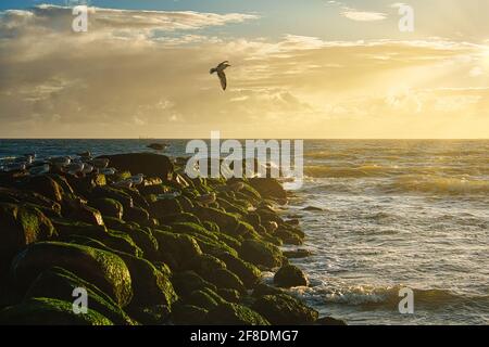 Mouettes au coucher du soleil sur la plage de Blåvand Banque D'Images