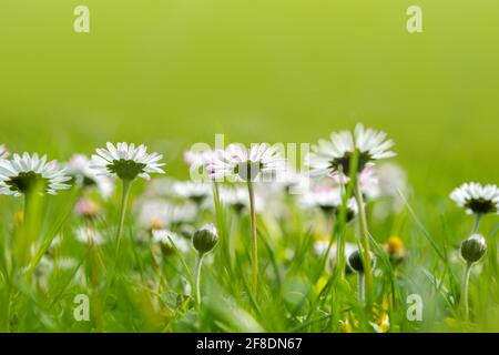Bellis perennis : la Marguerite fleurit au printemps sur la pelouse. Champ de fleurs de Marguerite dans un pré vert Banque D'Images