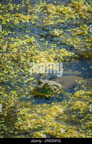 Bullfrog américain mâle reposant sur la surface des marais humides parmi les duckaded et la végétation organique, Castle Rock Colorado USA. Photo prise en juillet. Banque D'Images