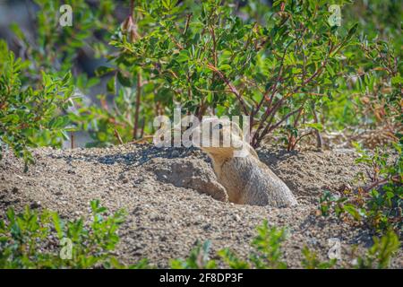 Gunnison's Prairie Dog (Cynomys gunnisoni), partiellement caché par son terrier toujours à la recherche de prédateurs, Monument Colorado USA. Banque D'Images