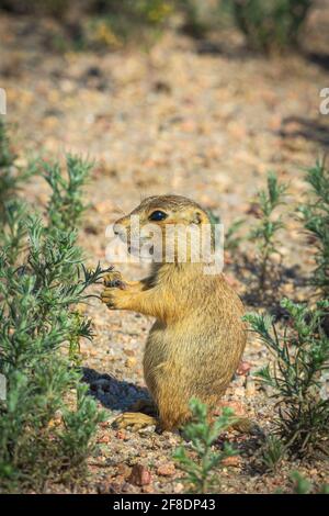 Jeune Gunnison's Prairie Dog pup (Cynomys gunnisoni), Monument Colorado USA. Photo prise en juillet. Banque D'Images