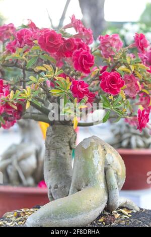 Adenium obesum (étoile Sabi) - fleur en fleurs à la lumière du jour Banque D'Images