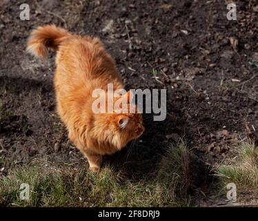 Un chat de gingembre errant debout dehors sur la terre et regardant autour. Gros plan Banque D'Images