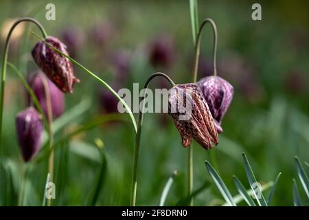 Les fleurs frillaires de la tête de serpent à carreaux violets poussent sauvages dans l'herbe à Richmond, Londres, Royaume-Uni. Photographié à la mi-avril. Banque D'Images