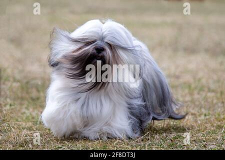 Lhassa Apso Banque D'Images