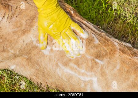 La main d'une femme dans un gant de ménage jaune lave le chien sur l'herbe dans la cour. Banque D'Images