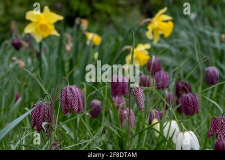 De rares fleurs frillaires de la tête de serpent à carreaux violets poussent sauvages dans l'herbe à Richmond, Londres, Royaume-Uni. Le fond de l'écran est désujet. Banque D'Images