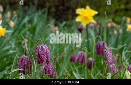 De rares fleurs frillaires de la tête de serpent à carreaux violets poussent sauvages dans l'herbe à Richmond, Londres, Royaume-Uni. Le fond de l'écran est désujet. Banque D'Images