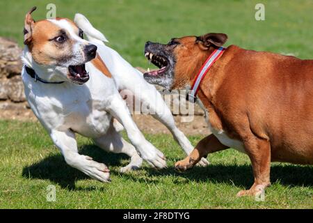 Deux chiens de combat jouer Banque D'Images