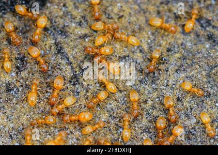 Gros plan d'une agrégation de fourmis de prairie jaune , Lasius flavus Banque D'Images