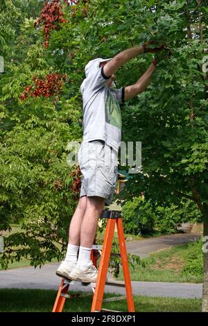 Un homme se balance sur une échelle tout en atteignant retirez les branches mortes d'un érable luxuriant l'été Banque D'Images