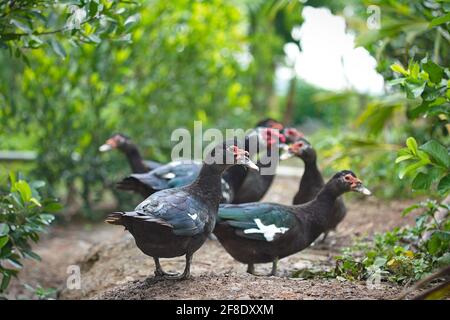 Canards noirs dans la ferme de campagne Banque D'Images