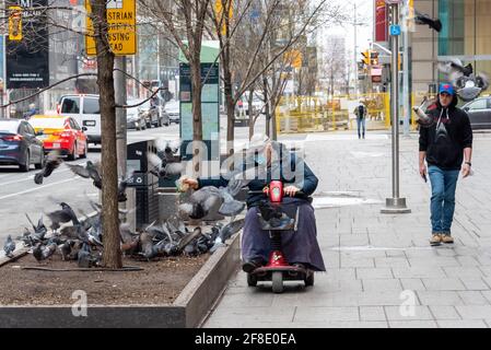 Homme âgé dans un scooter alimentant les pigeons à l'intersection des rues Yonge et Bloor dans le quartier du centre-ville de Toronto, Canada. C'est le Covid-19 Banque D'Images