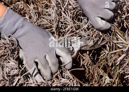 Former un buisson de lavande. Travaux de jardin au début du printemps. Couper les restes des plantes de l'année dernière avec un sécateur. Banque D'Images