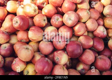 Pommes rouges en grandes quantités Banque D'Images