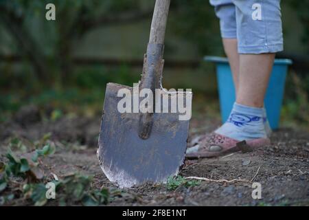 Gros plan de la pelle coincée dans le jardin de la cuisine. Une femme méconnaissable tient l'outil, debout dans un potager. Concept de cuisine-jardin d'été Banque D'Images