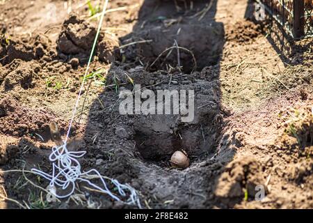 Plantation de pommes de terre au printemps dans le jardin de la ferme. Trou avec la pomme de terre germé Banque D'Images