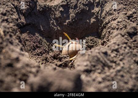 Premières pommes de terre de semence avec des pousses ou des tubercules plantés dans une rangée préparée de terre fine préparée . Les pommes de terre fraîches se trouvent dans la boue du lit de trou. Éclat du soleil Banque D'Images