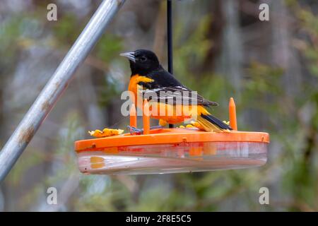 Un mâle Baltimore s'oriente sur un mangeoire à oiseaux - lumineux Orange Bird - Parc provincial de la Presqu'île Banque D'Images