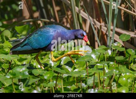 Gallinule violet (Porphyrio martinicus) marchant sur des feuilles d'eau dans un marais forestier, parc régional de Brazos Bend, Texas, États-Unis. Banque D'Images