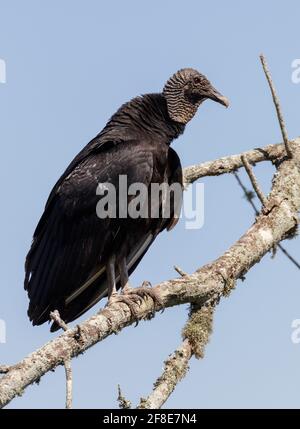 Vautour noir (Coragyps atratus) perçant dans un arbre, Brazos Bend State Park, Texas, États-Unis. Banque D'Images